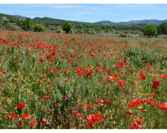 découvrez l'alliance parfaite entre l'intelligence artificielle et l'art de l'apéritif dans le merveilleux pays du coquelicot. explorez des saveurs innovantes et vivez une expérience gustative unique au cœur de la nature.