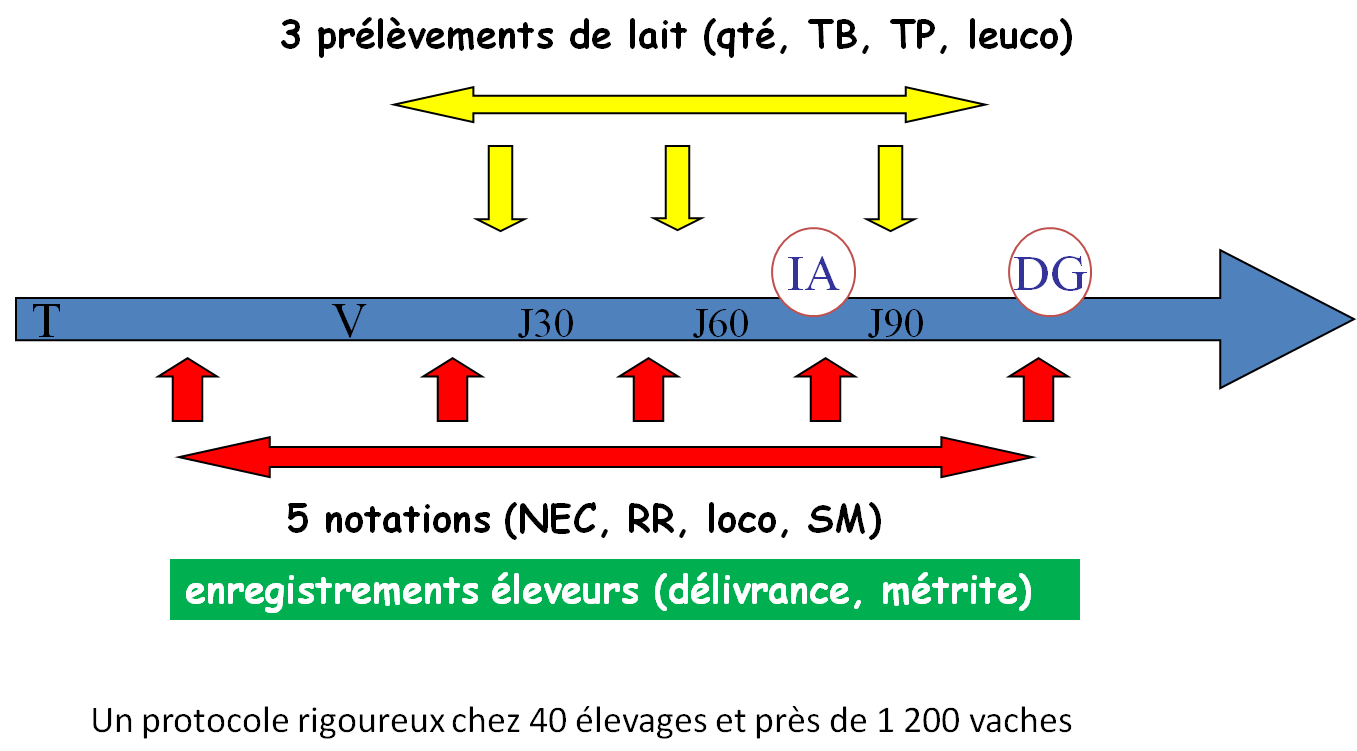 découvrez comment l'intelligence artificielle révolutionne la production laitière, optimisant la gestion des élevages, améliorant la santé des animaux et augmentant la qualité du lait.